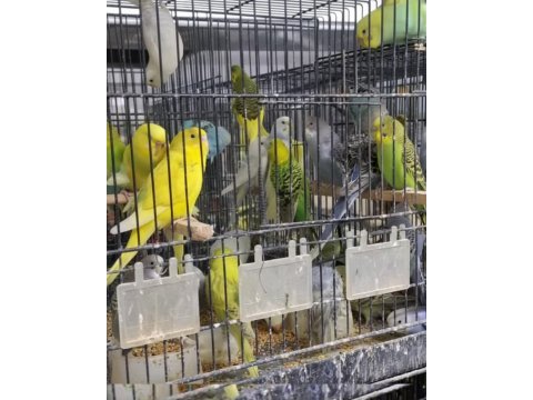 Çift ve tek muhabbet kuşlar satılıktır sağlıklı