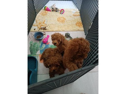 Efsane poodle yavrularım ev ortamında