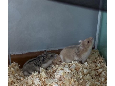 Gonzales hamster