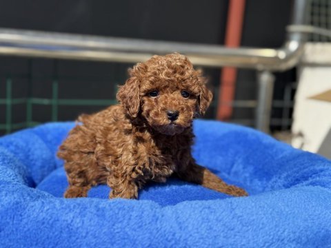 700 gr 4 aylık kore micro tea cup poodle