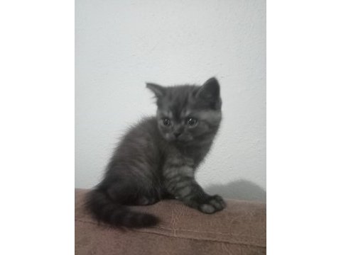 Safkan british shorthair yavru disi