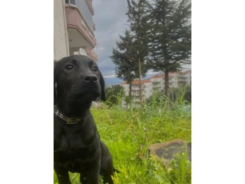 3 aylık yavru labrador siyah