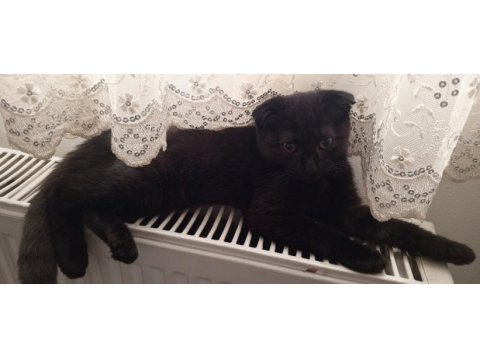 Scottish fold yavruları acil yuva