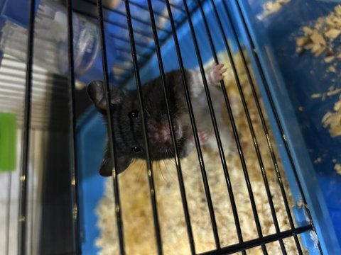 Yavru hamster 3 haftalık