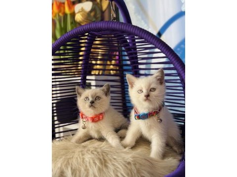 Safkan british shorthair yavrular