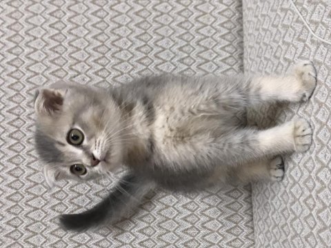 Top kafa scottish fold 2 aylık kardeşler