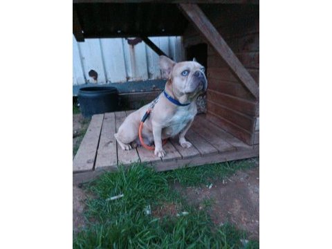 Maviş gözlü french bulldog köpeğim
