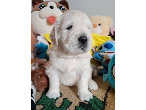 Golden retriever yavrular canlı görerek alabilirsiniz
