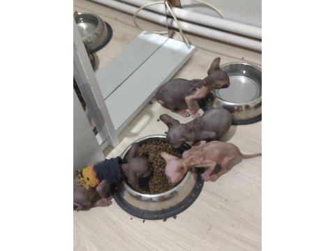 Sphynx home yavrularımız