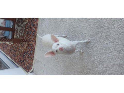Çok özel chihuahua bebeğimize aile arıyoruz