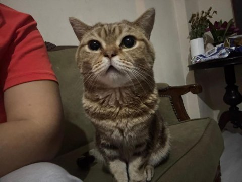 Miniş sevecen kedimiz