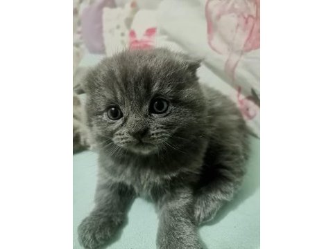 Scottish fold bebeklerimize yavru