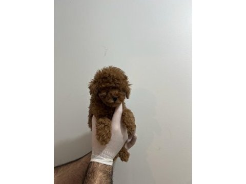 En tatlı poodle yavruları bizde