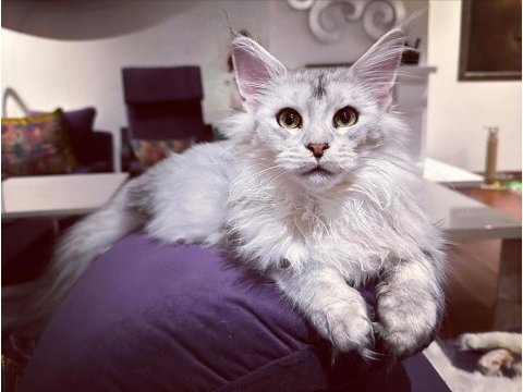 Safkan maine coon - tecrübeli ömürlük aileler aranıyor