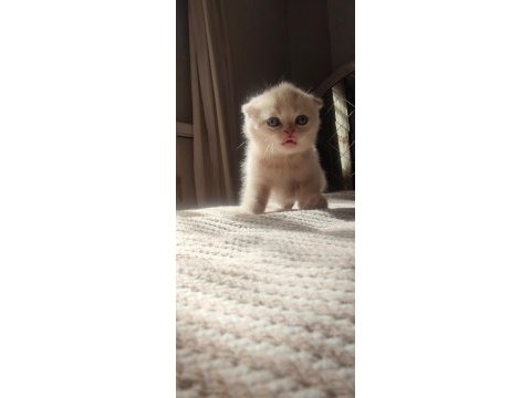 Biri balmı dedi british shorthair