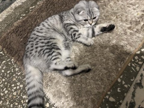 Scottish fold silver cins kedimiz