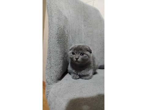2 aylık scottish fold yavrular
