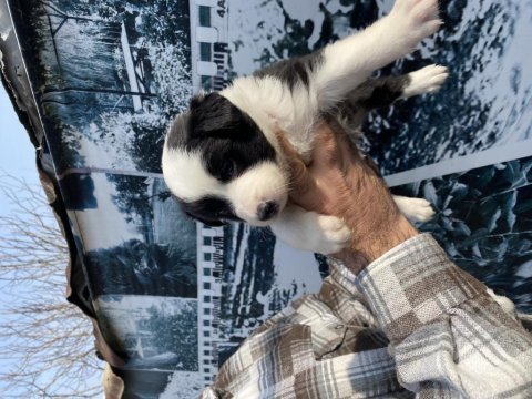 Zeka küpü safkan border collie yavrularım