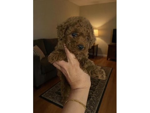 Evde bakılan sağlık ve ırk garantili poodle bebek