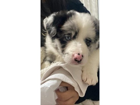 52 günlük dişi border collie yavrusu