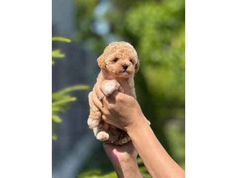 Maltipoo bebişlerimiz yeni ailesini bekliyor