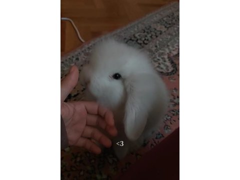 Sahibinden yavru tavşan