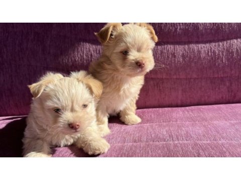Terrier yavrularımız sahiplendirilecekler