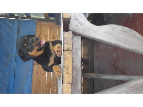 Muhteşem ırk rottweiler