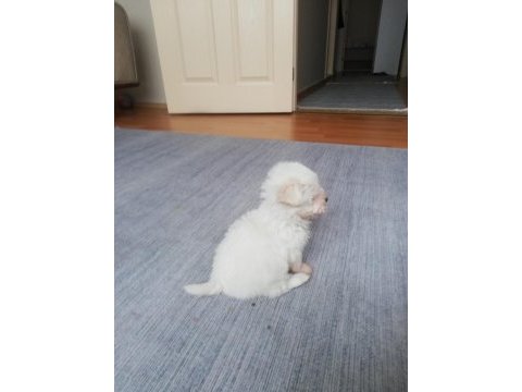 0 numara safkan orjinal maltese terrier yavrumuz
