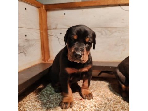 Safkan ev ortamı istanbul'da doberman