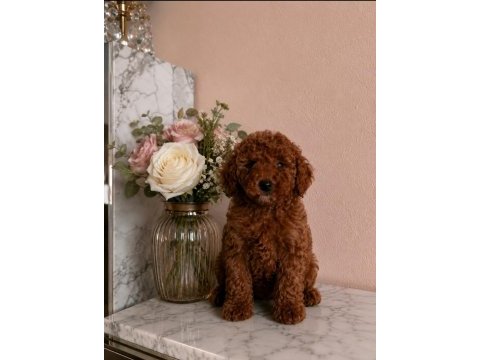 Muhteşem poodle minikler