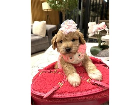 Özel f2 maltipoo bebeklerim