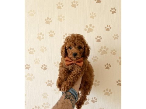 Toy poodle bebekler