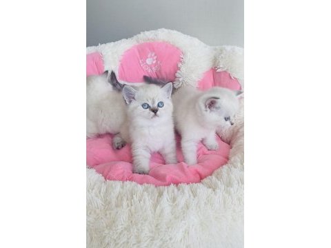 A kalite maviş point british shorthair bebekleirm 