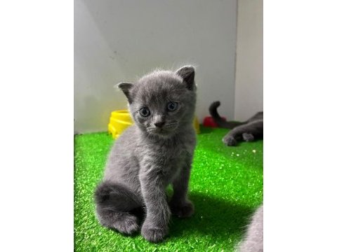 Irk ve sağlık garantili british shorthair