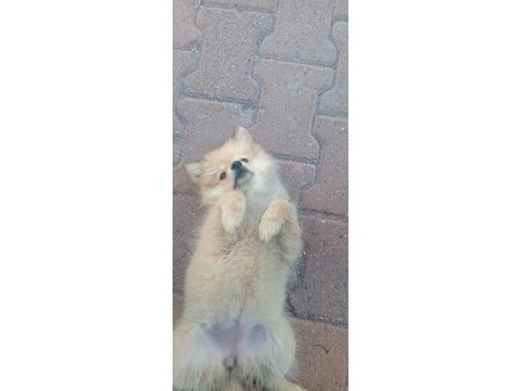 4 aylık pomeranian