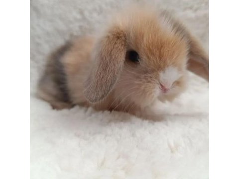 Hollanda lop bebek tavşanlar
