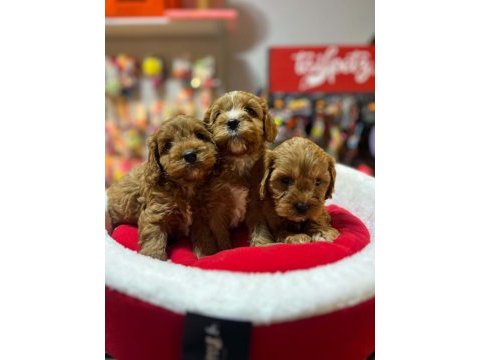 Tüy dökmeyen hipoalerjenik saf kan maltipoo yavrular