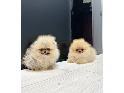 Erkek ve dişi pomeranian yavrular