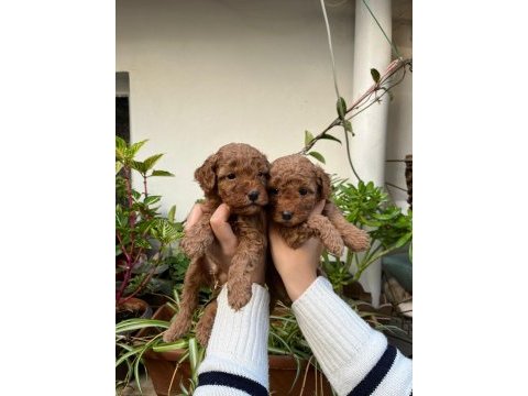 Mükemmel kalitede kıvır kıvır toy poodle yavrular