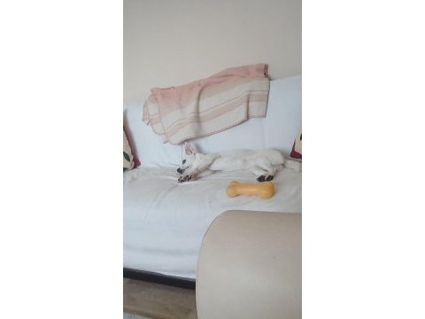 Sahiplendirme köpeğimiz
