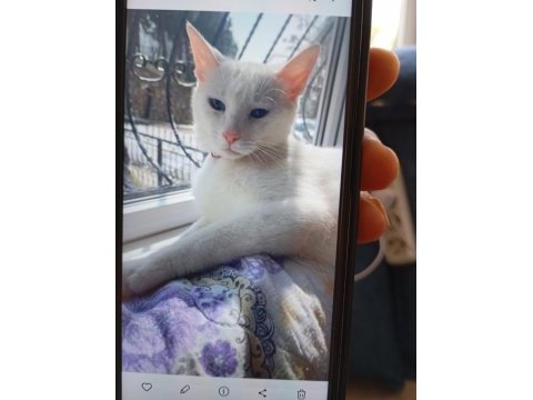 Ankara kedisi aşıları tam