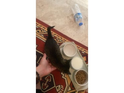 Yavru kedimiz yaklaşık 1 aylık
