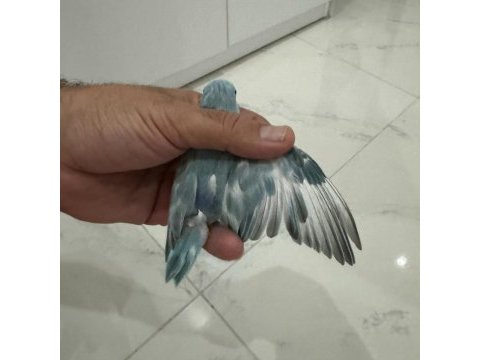 Yeme yeni düşen forpus yavrular kalite