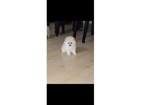 Dünyalar tatlısı pomeranian yuva arıyor