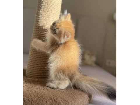 Ny11 ny12 golden mükemmel kalite british longhair