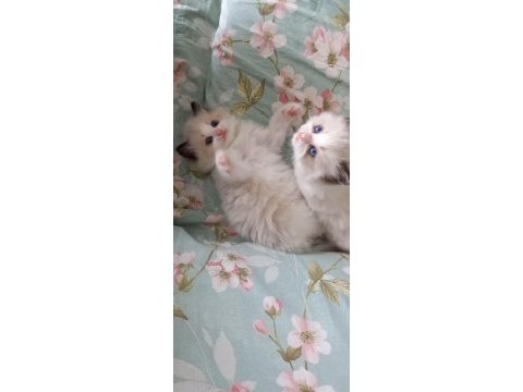 Safkan ragdoll bebek kediler