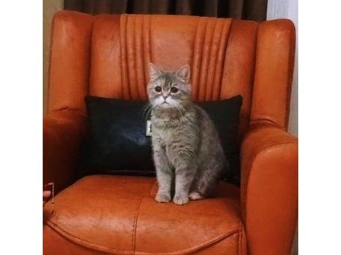 Dişi kedimiz mia
