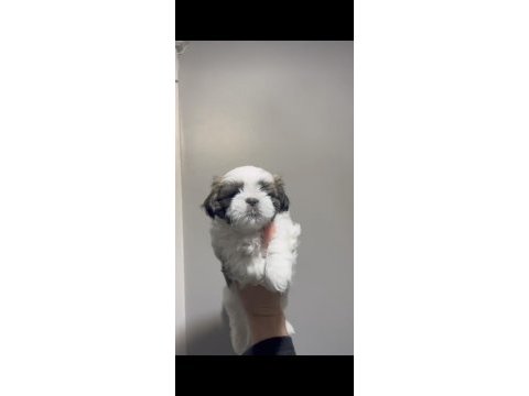 Muhteşem kaliteli shih tzu yavrularımız