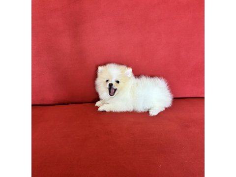 Pomeranian boo köpeğimiz